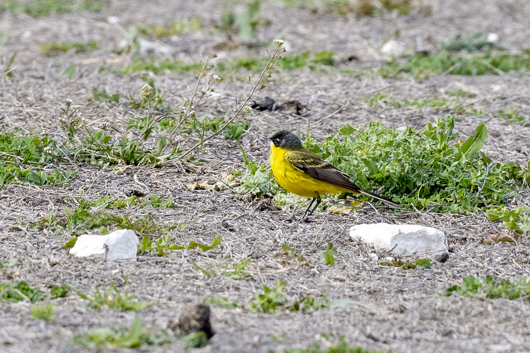Western Yellow Wagtail